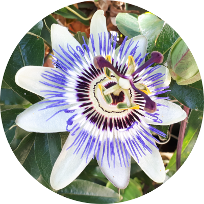 C-You Massagepraktijk